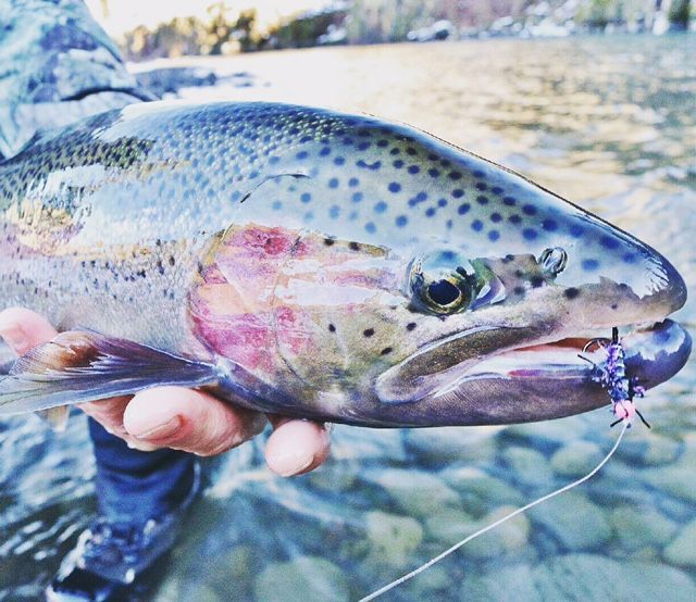 Rainbow trout held with fishing hook in mouth, near river.