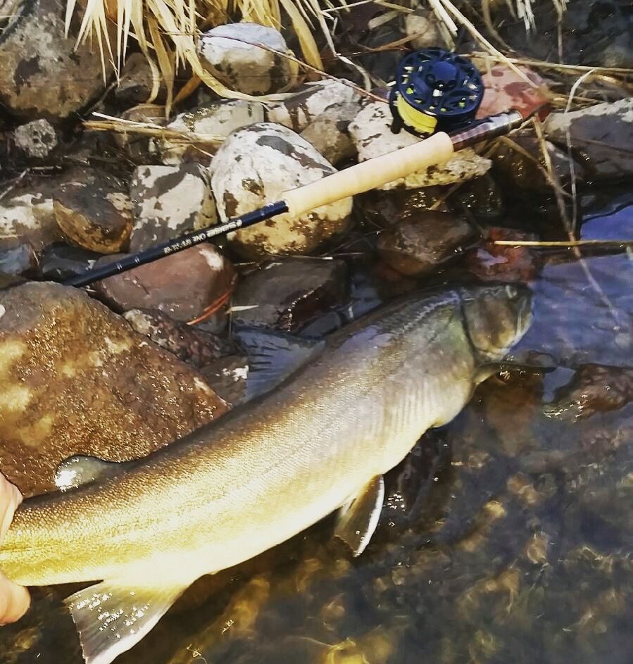 A large fish held near water and rocks with a fly fishing rod nearby.