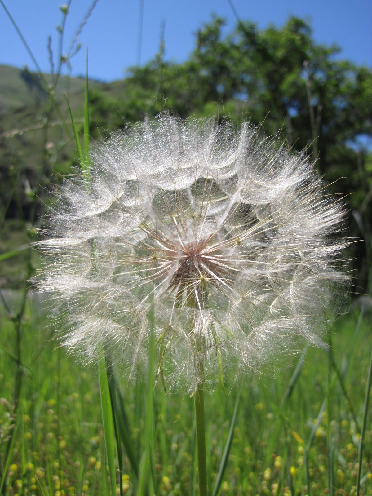 A close up of a dandelion in a field with trees in the background.
