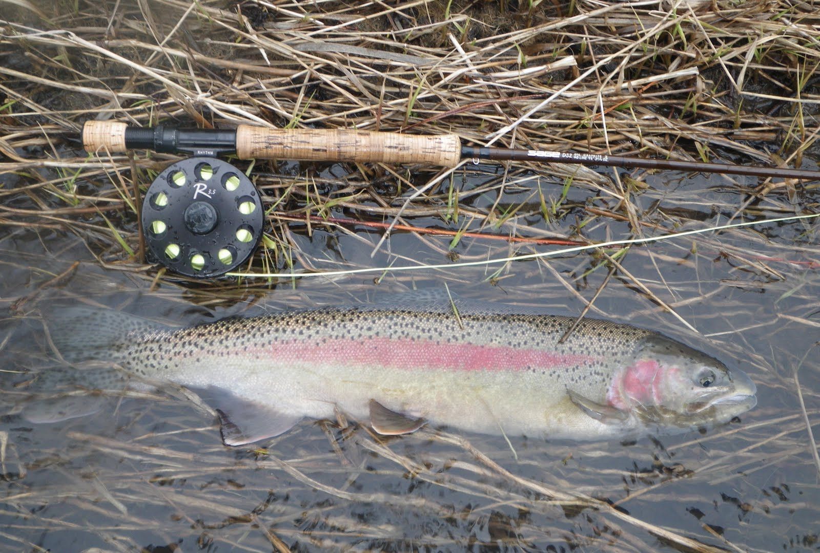 A rainbow trout is laying in the water next to a fly fishing rod.
