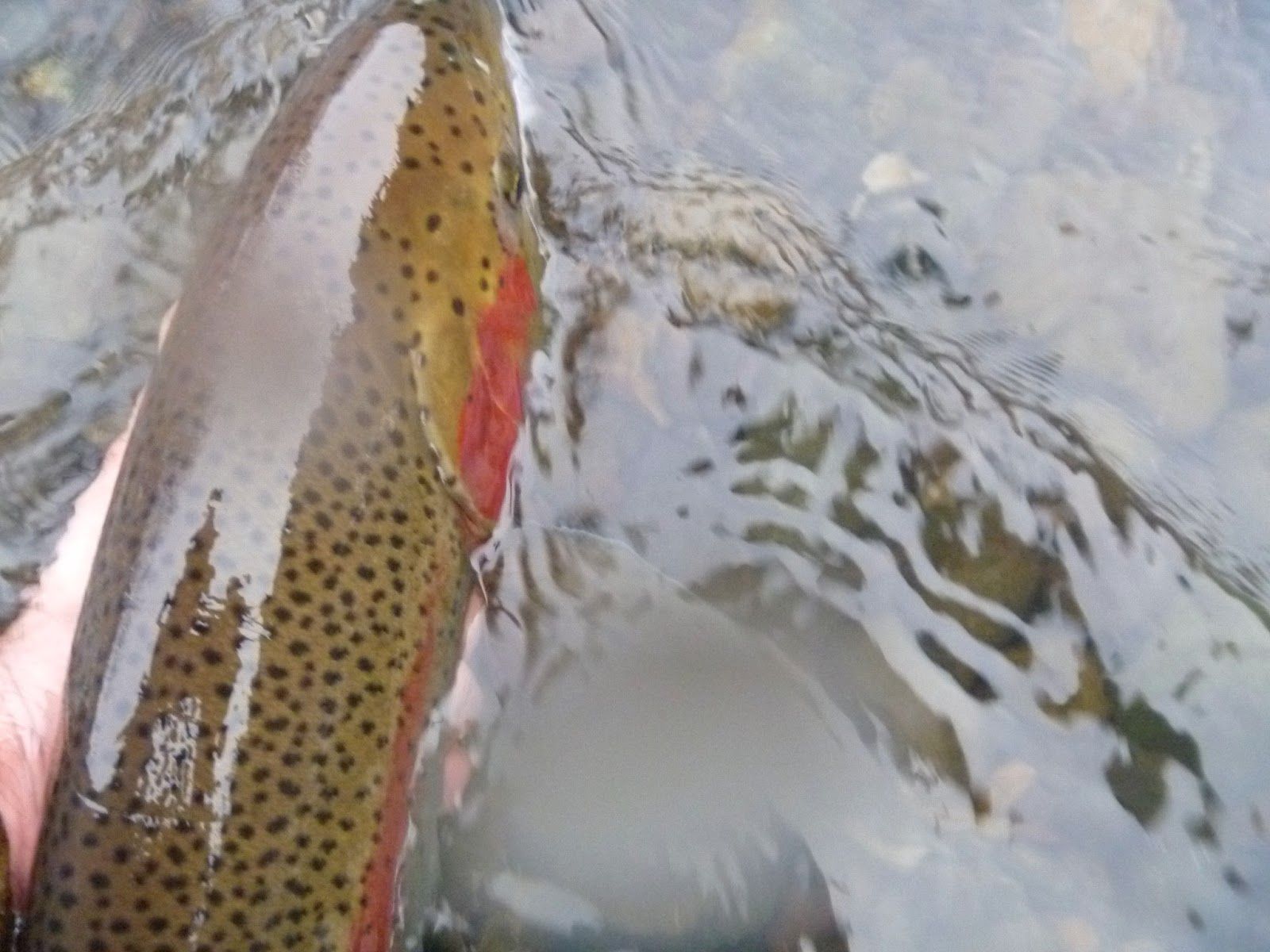 A person is holding a rainbow trout in their hand in the water.
