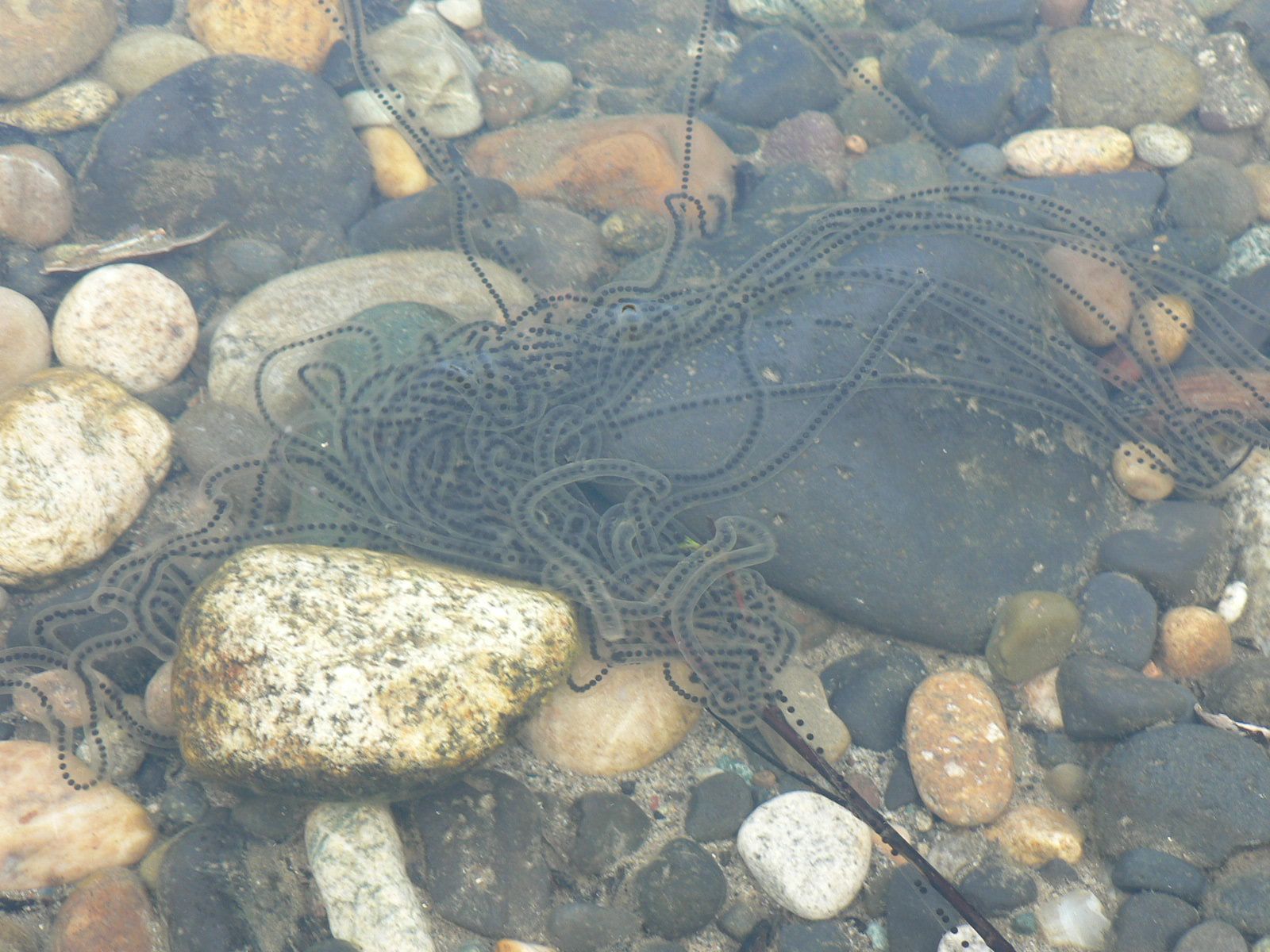 A jellyfish is swimming in a body of water surrounded by rocks.