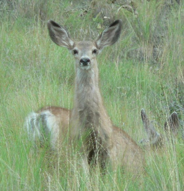 A deer is standing in the tall grass looking at the camera.