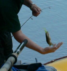 A person is holding a small fish in their hand