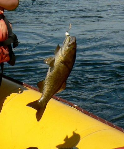 A person is holding a fish in their hand in the water