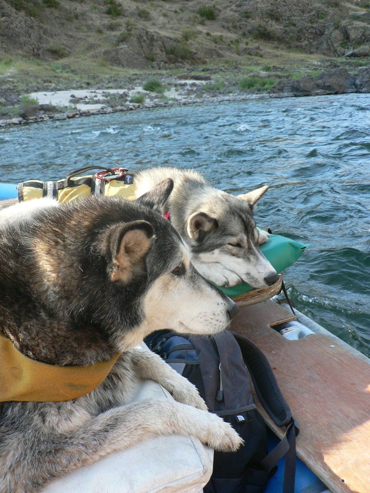Two dogs are sitting on a raft in the water.