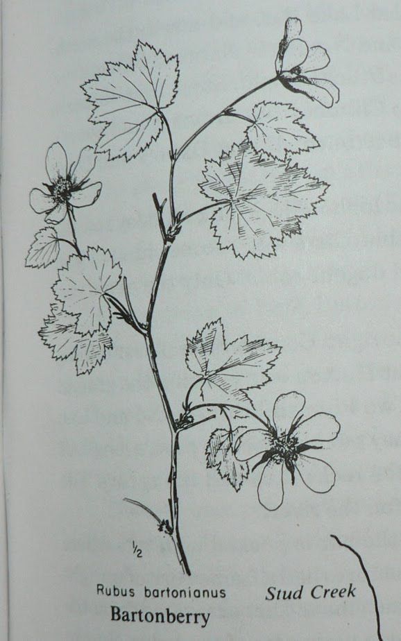 A black and white drawing of a bartonberry plant
