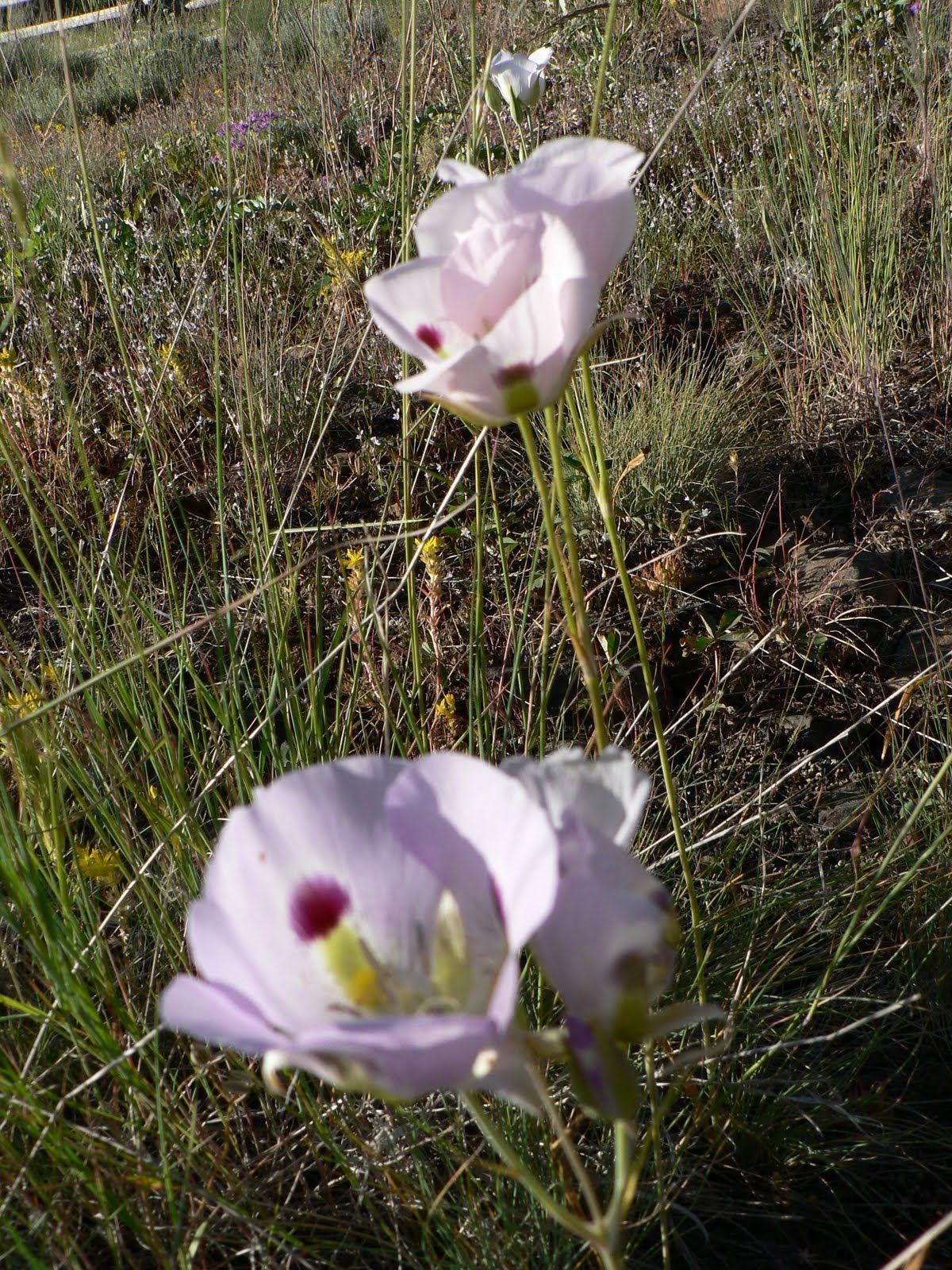 A close up of two purple flowers in a field