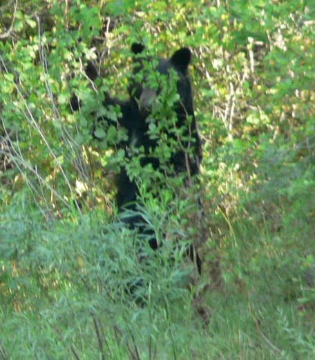 A black bear is standing in a lush green forest.