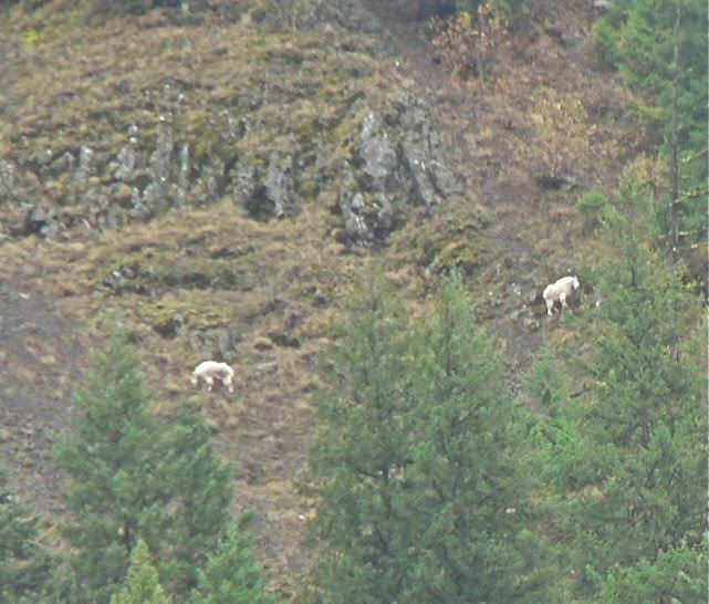 A couple of goats standing on top of a hill surrounded by trees.