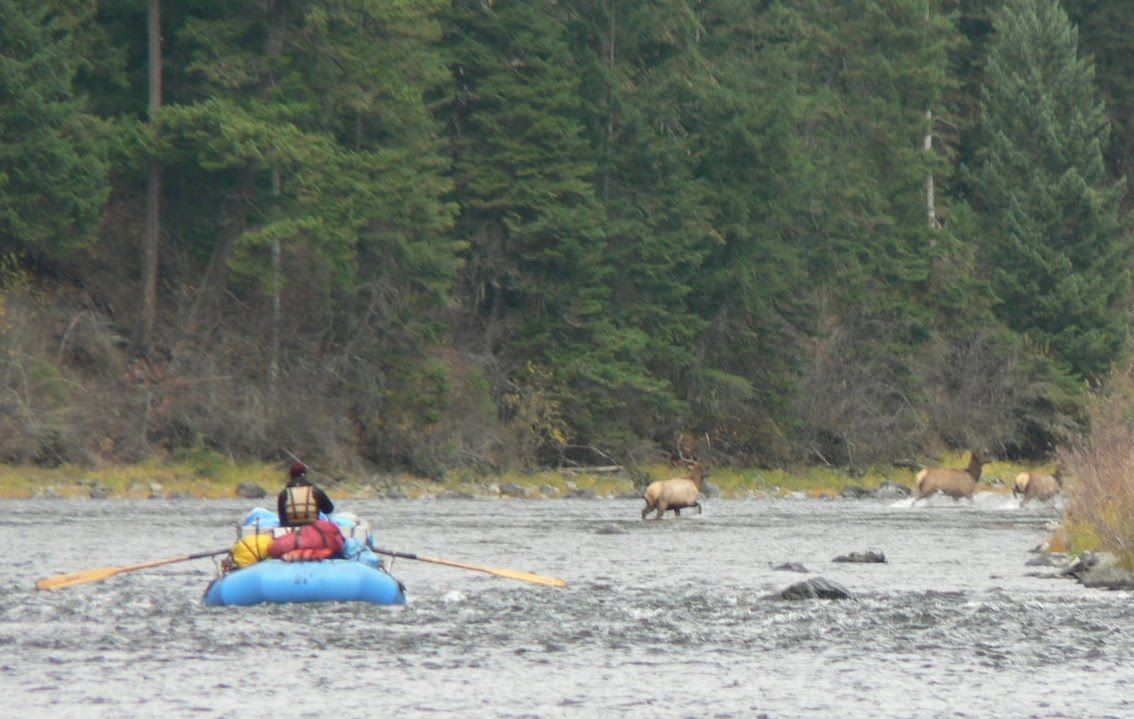 A group of people are rafting down a river with elk in the background.