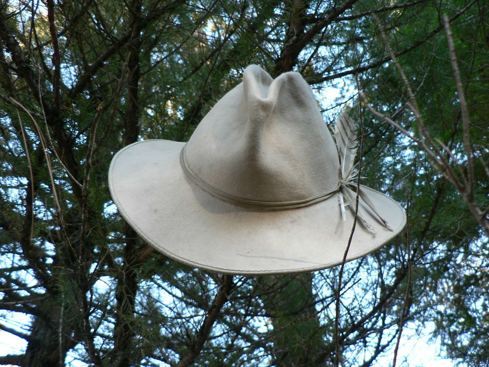 A cowboy hat is hanging from a tree branch