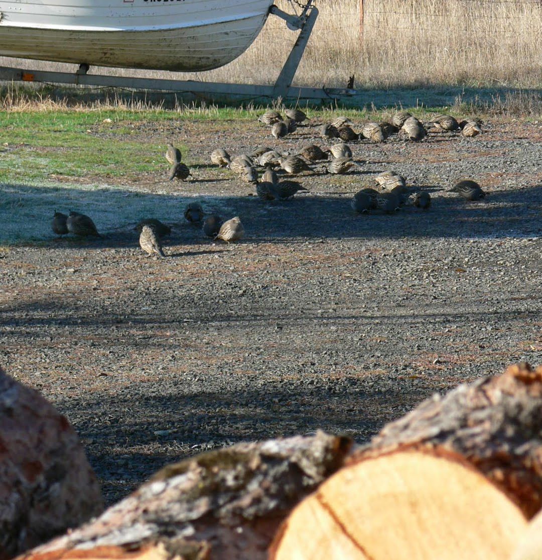 A group of birds are gathered on the ground near a boat