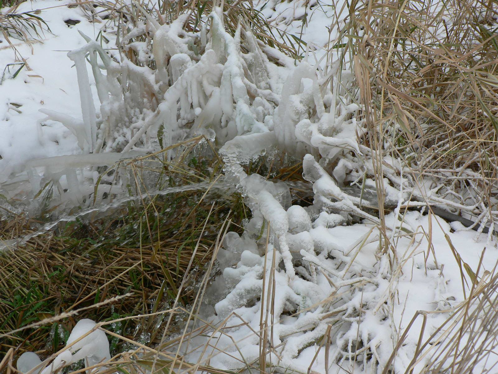 A bunch of branches covered in ice and snow