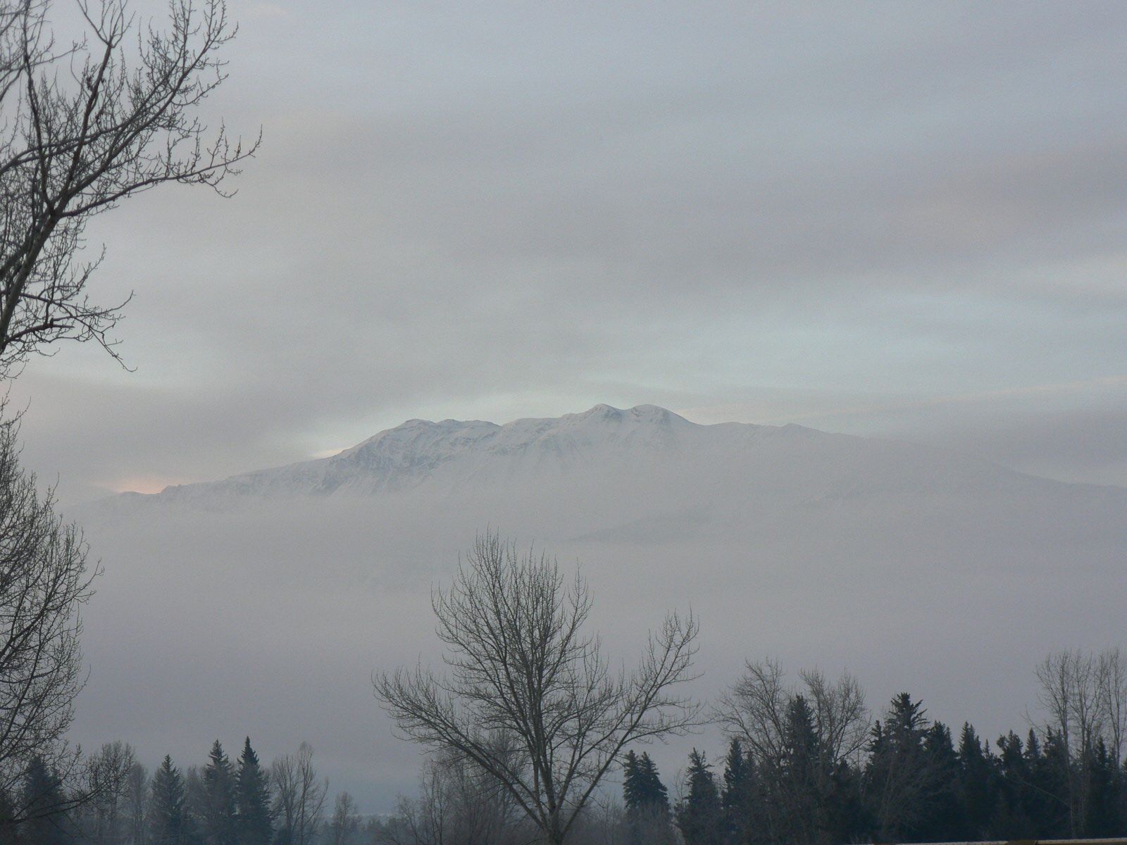 A mountain is covered in fog and trees are in the foreground