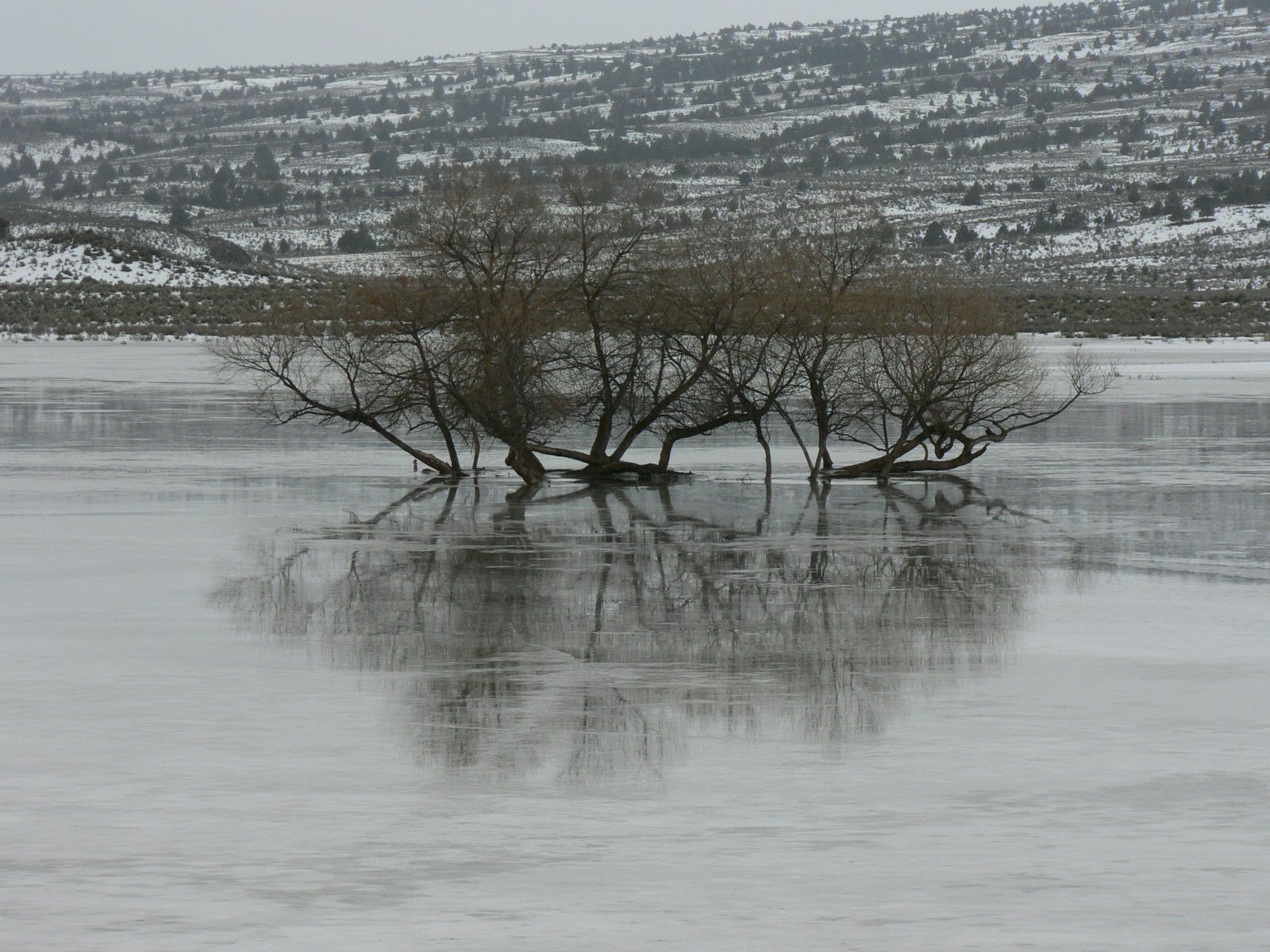 A few trees are in the middle of a lake