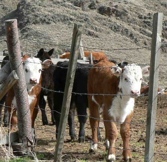 A herd of cows standing behind a barbed wire fence