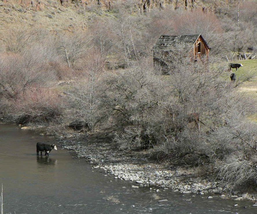 A cow is standing in the water near a river.