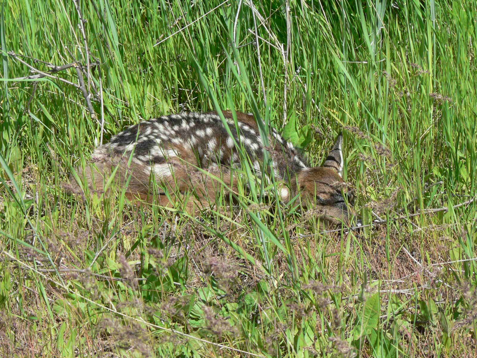 A baby deer is laying in the grass.