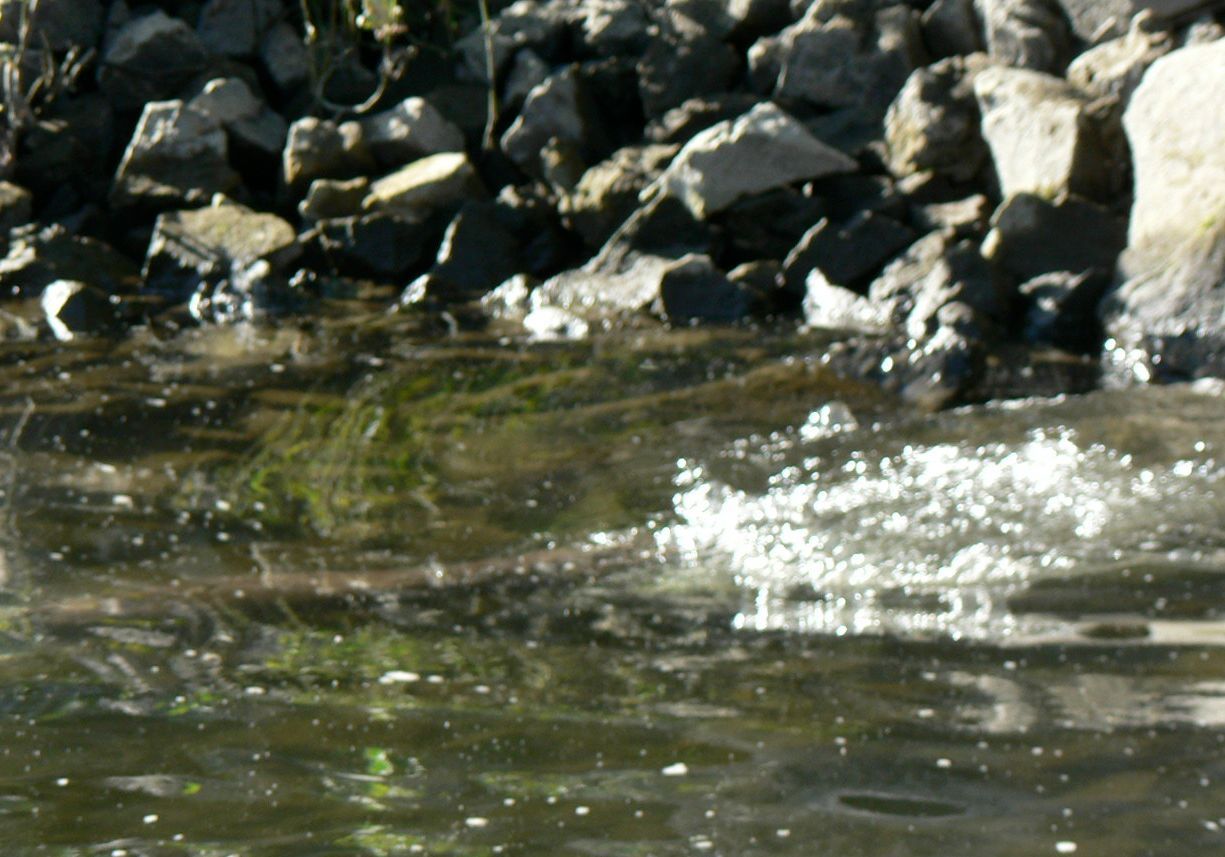 A close up of a river with rocks in the background