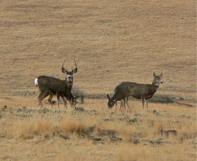 A Herd of Deer Grazing in A Dry Grassy Field