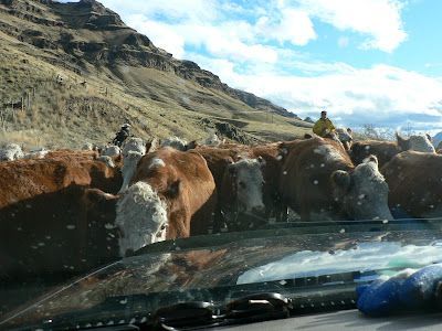 A Herd of Cows Are Looking out Of a Car Window