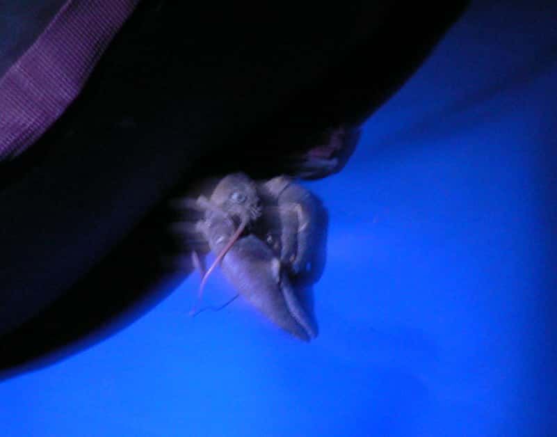 A blue background with a black object in the foreground