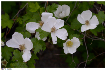 A bunch of white flowers with green leaves in the background