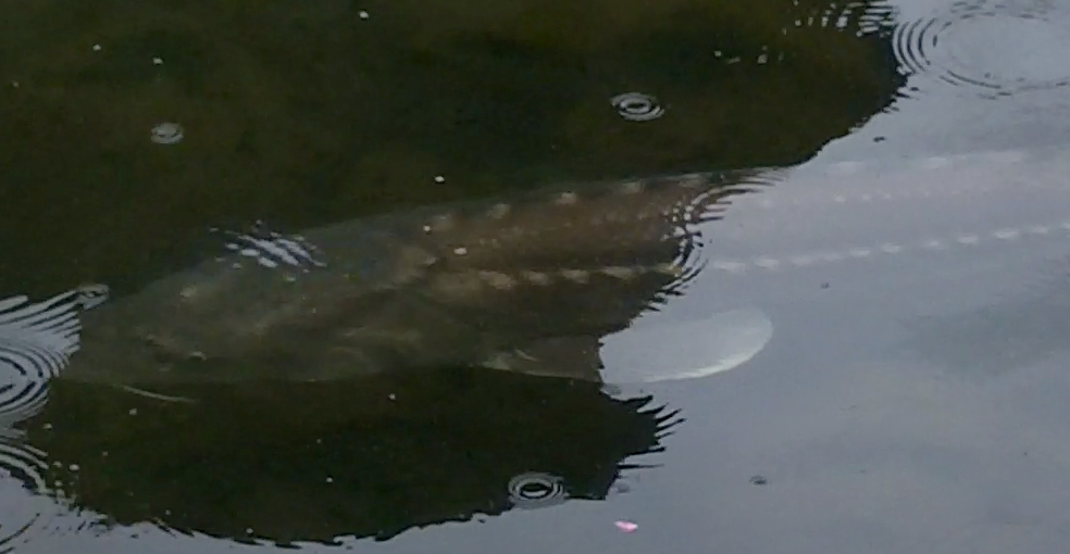A reflection of a person in a body of water
