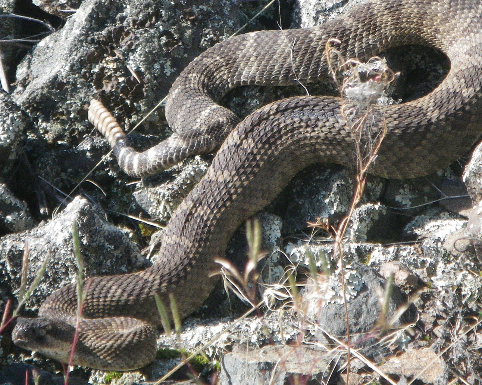 A couple of snakes laying on top of a pile of rocks