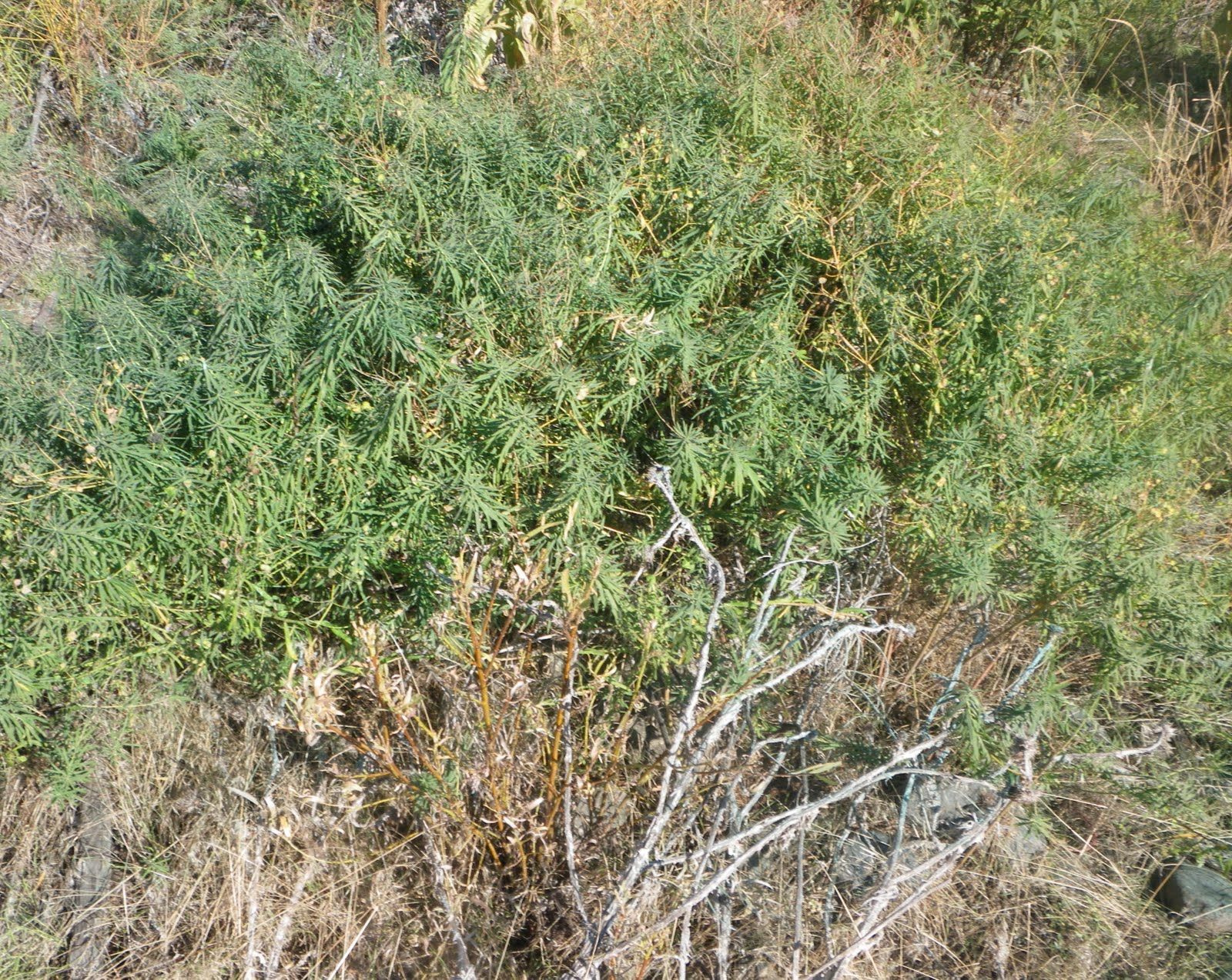 A bush with lots of green leaves is growing in the middle of a field.