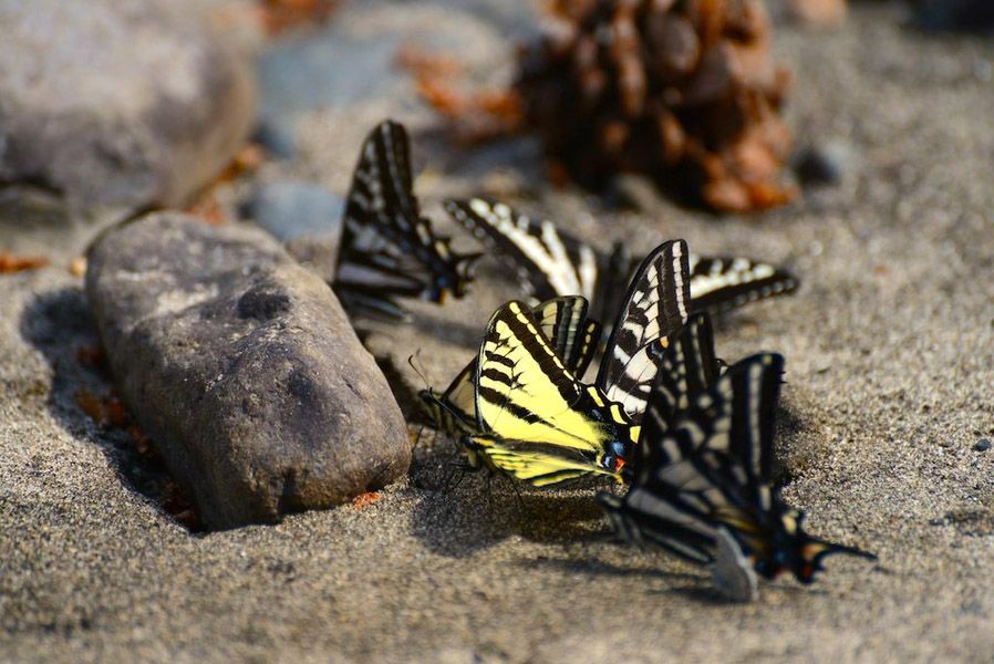 A group of butterflies are sitting on the ground next to a rock.