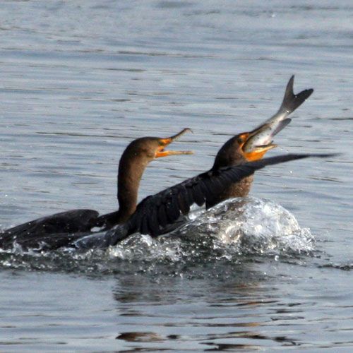 Two birds are fighting over a fish in the water