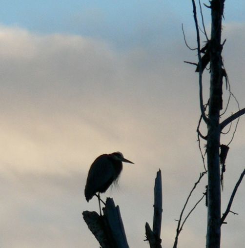 A bird perched on a tree branch with a cloudy sky in the background