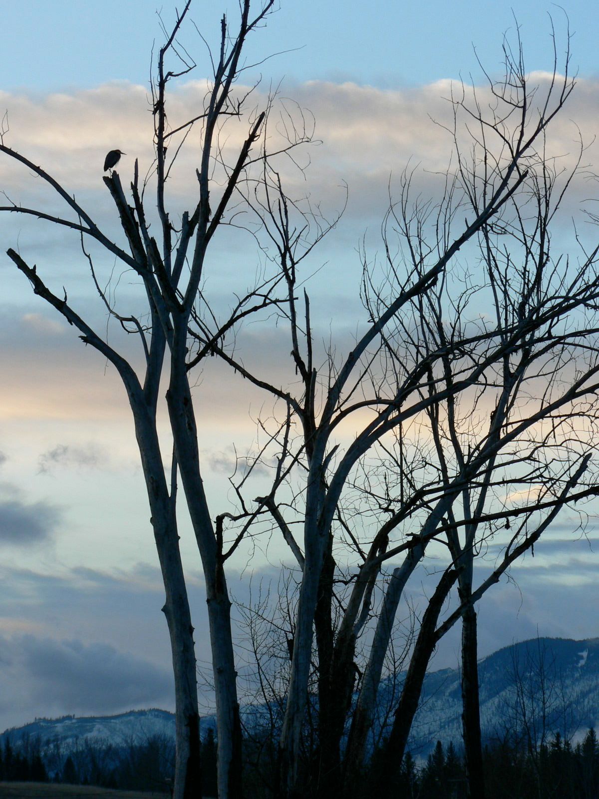 A bird perched on a tree branch with mountains in the background
