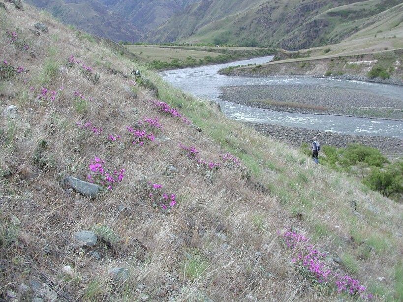 A person is standing on a hill next to a river with purple flowers.