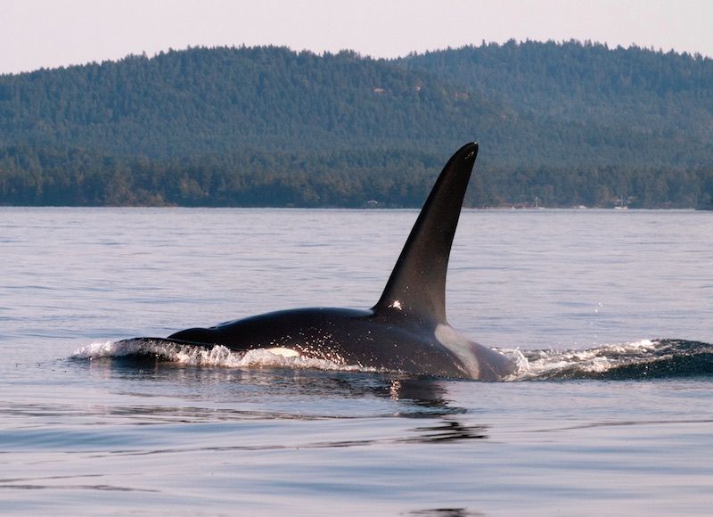 A large whale is swimming in the ocean with mountains in the background