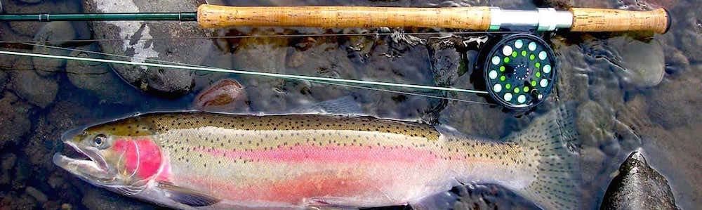 A rainbow trout lies in shallow water next to a fishing rod and reel. The fish has pink and silver scales.