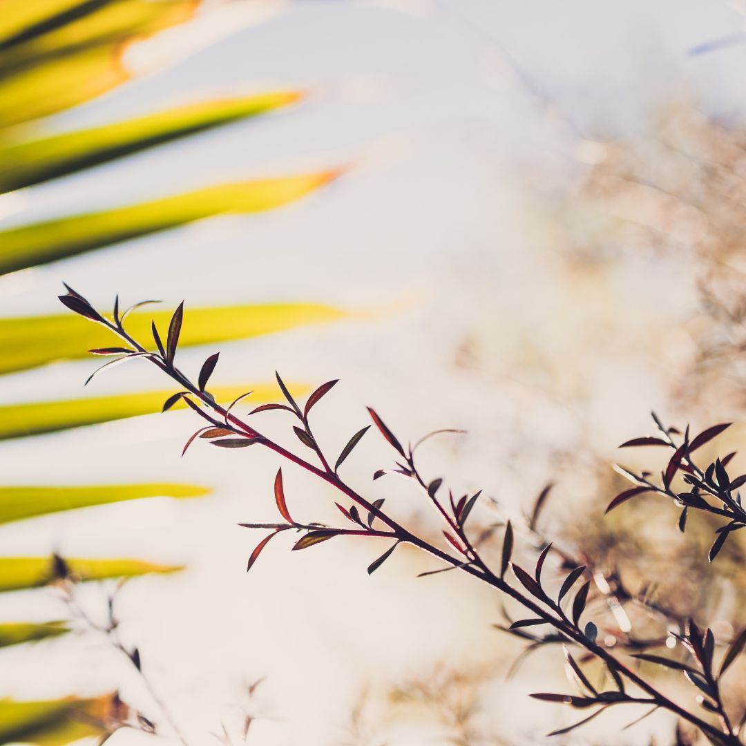 Brown twig with red leaves, against a blurred background of green palm leaves and sunlight.