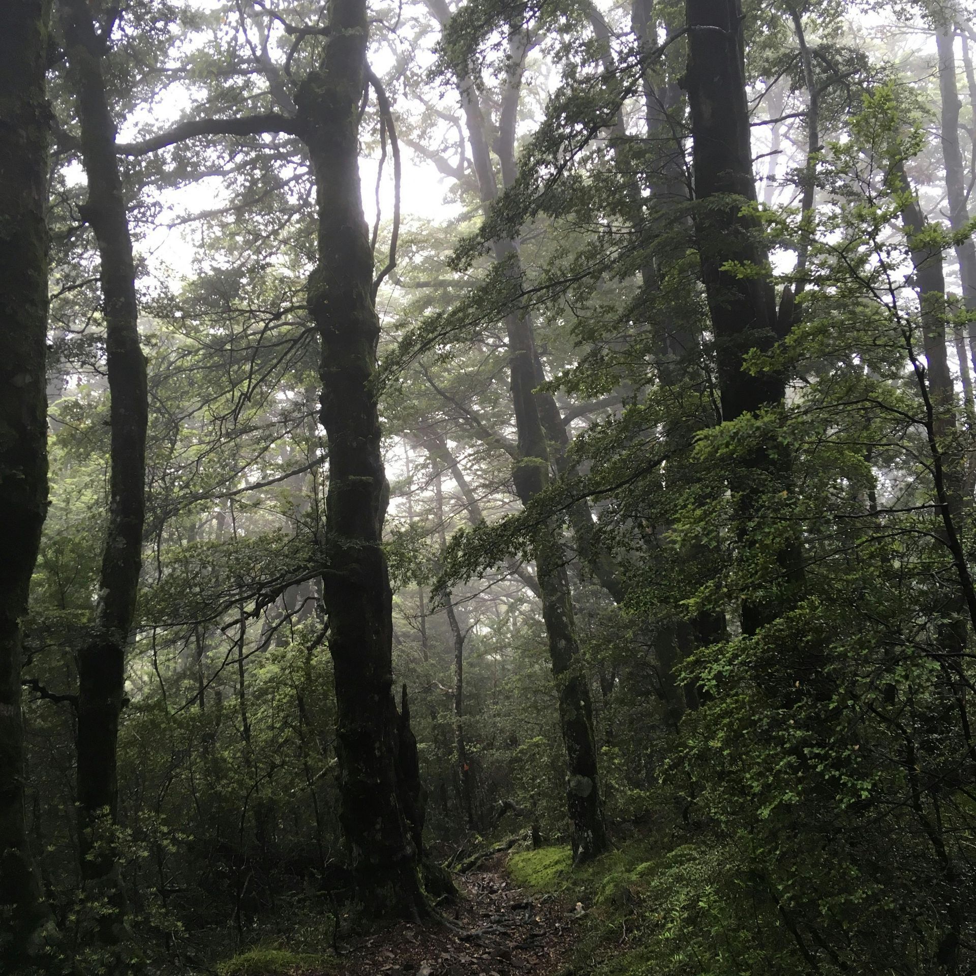 A foggy forest scene with tall, dark trees and green foliage. Light filters through the mist.