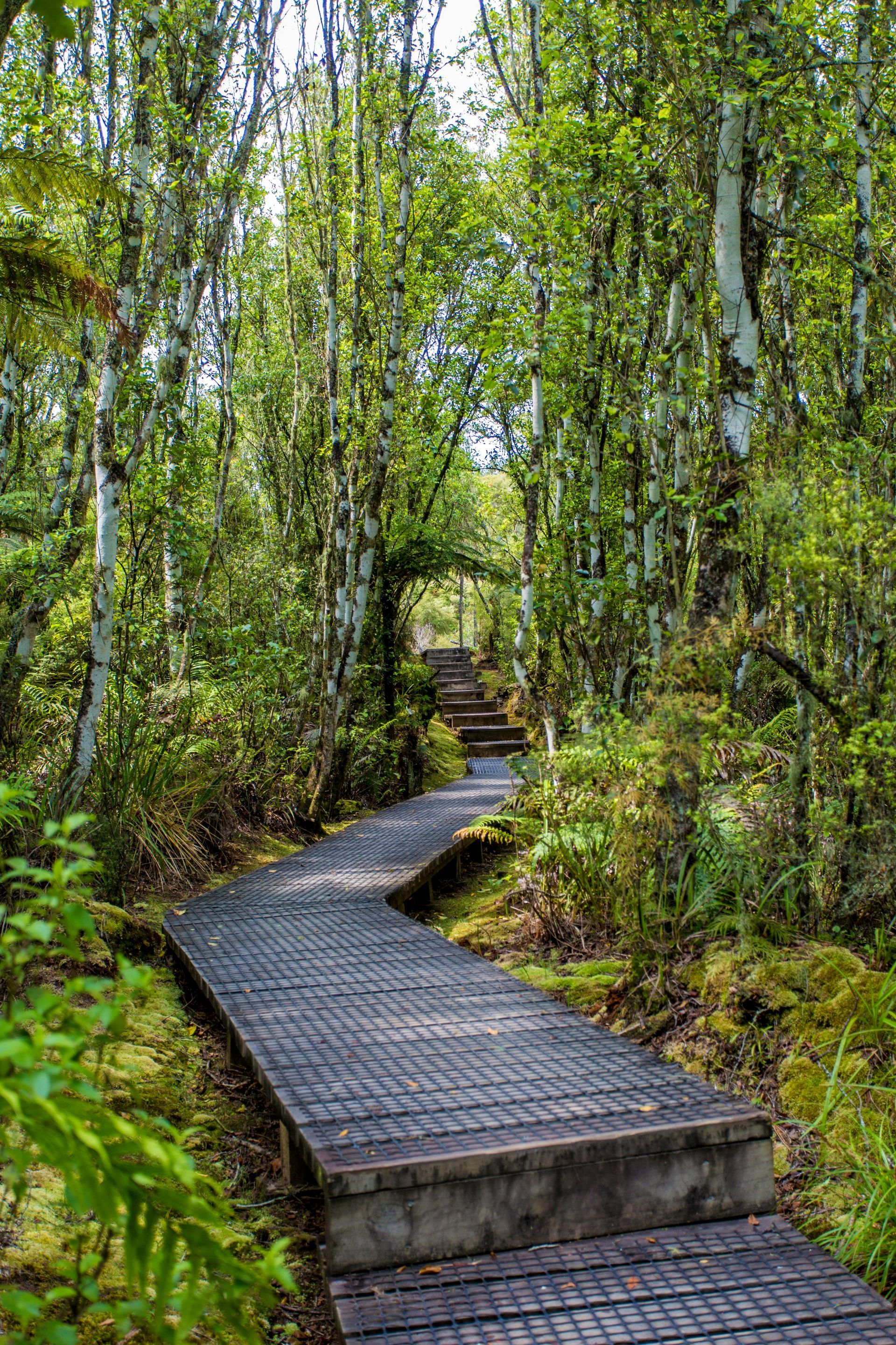 Tracy Manu Blog - A wooden boardwalk winds through a dense, green forest with dappled sunlight filtering through the trees.