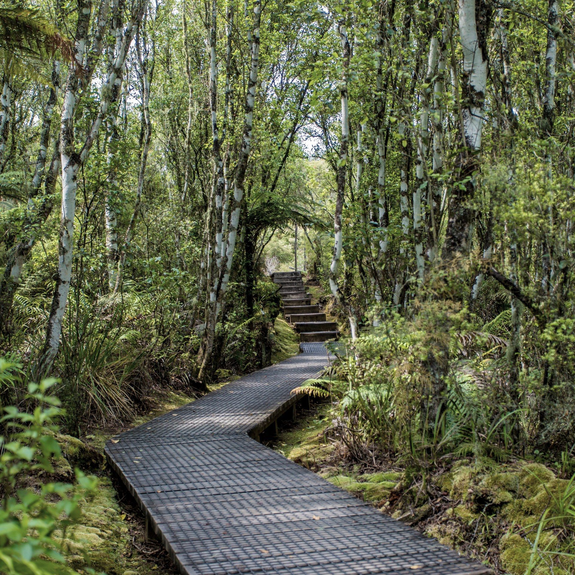 Wooden walkway through a lush forest. The path leads towards a set of stairs, surrounded by trees and greenery.