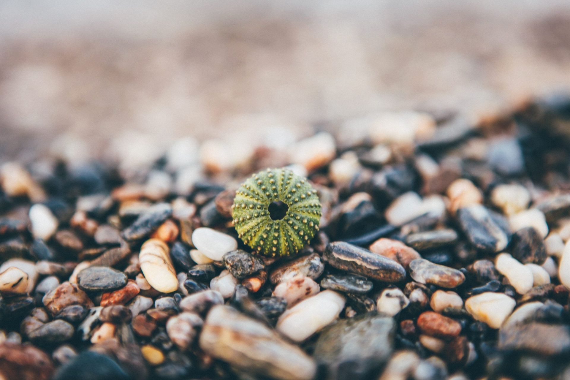 A green sea urchin shell sits on a bed of colorful, wet pebbles at the beach.