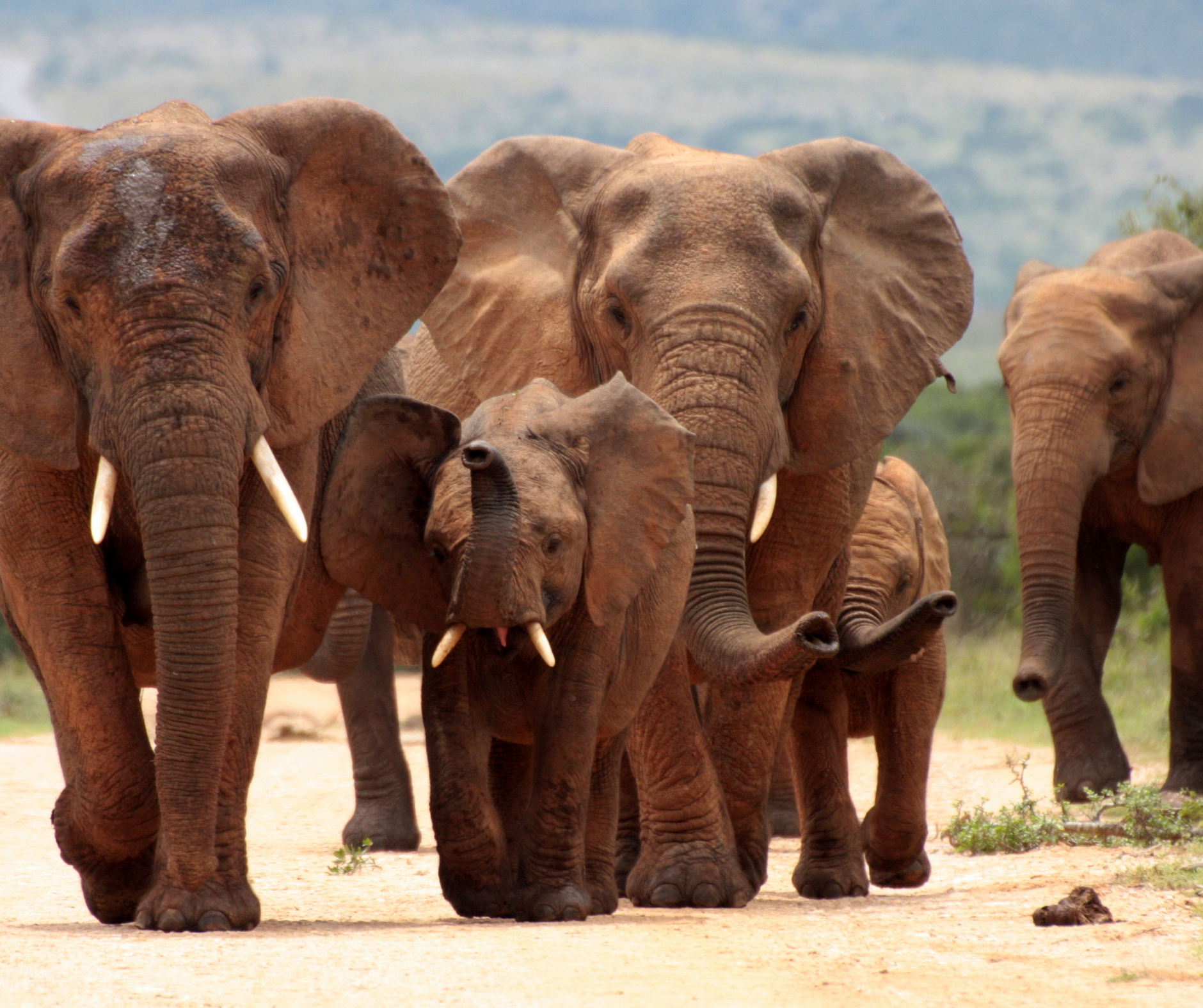 A herd of elephants walking down a dirt road