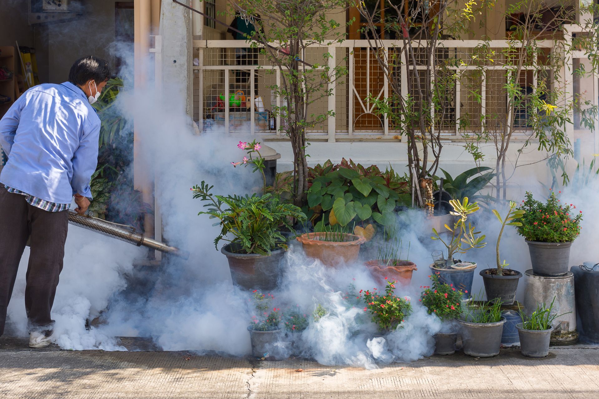A person in a blue shirt uses a fogging machine to spray insecticide near a collection of potted plants by a building.