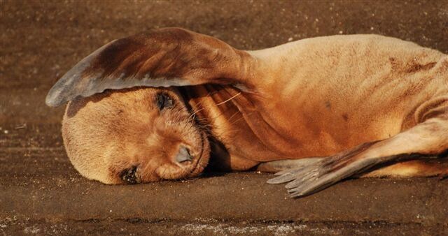 Galapagos Cruise, baby seal