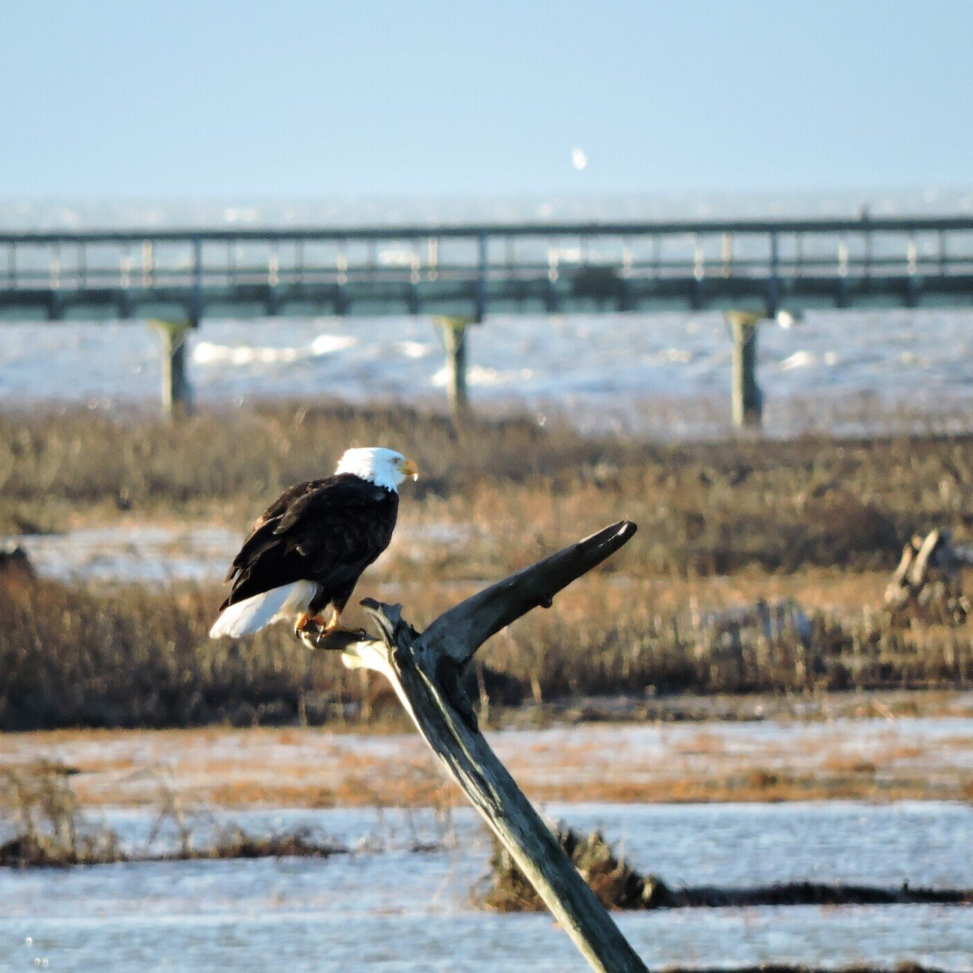 Canada, Bald Eagle, Hancock Wildlife Foundation