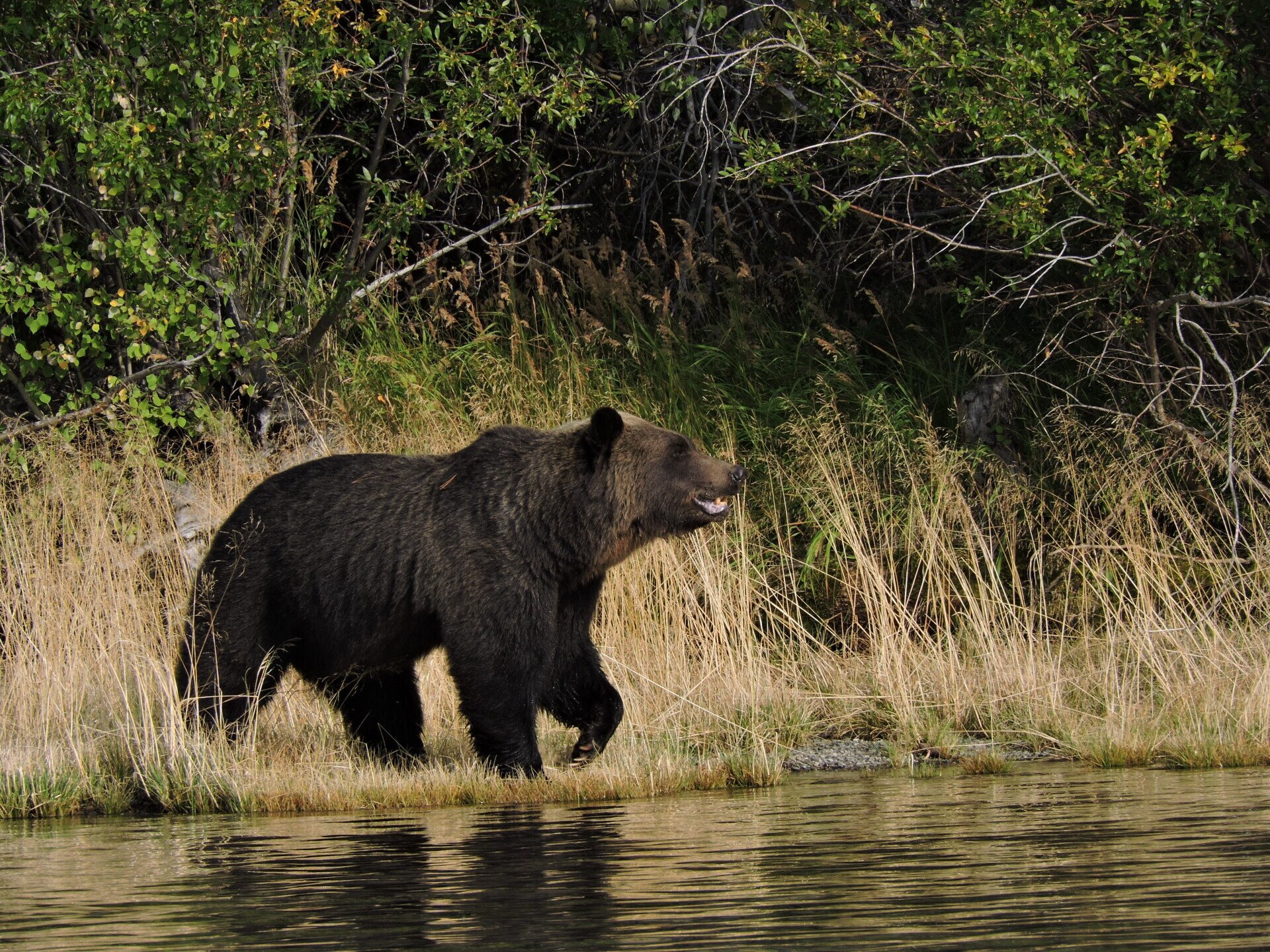 Canada, Grizzly bear