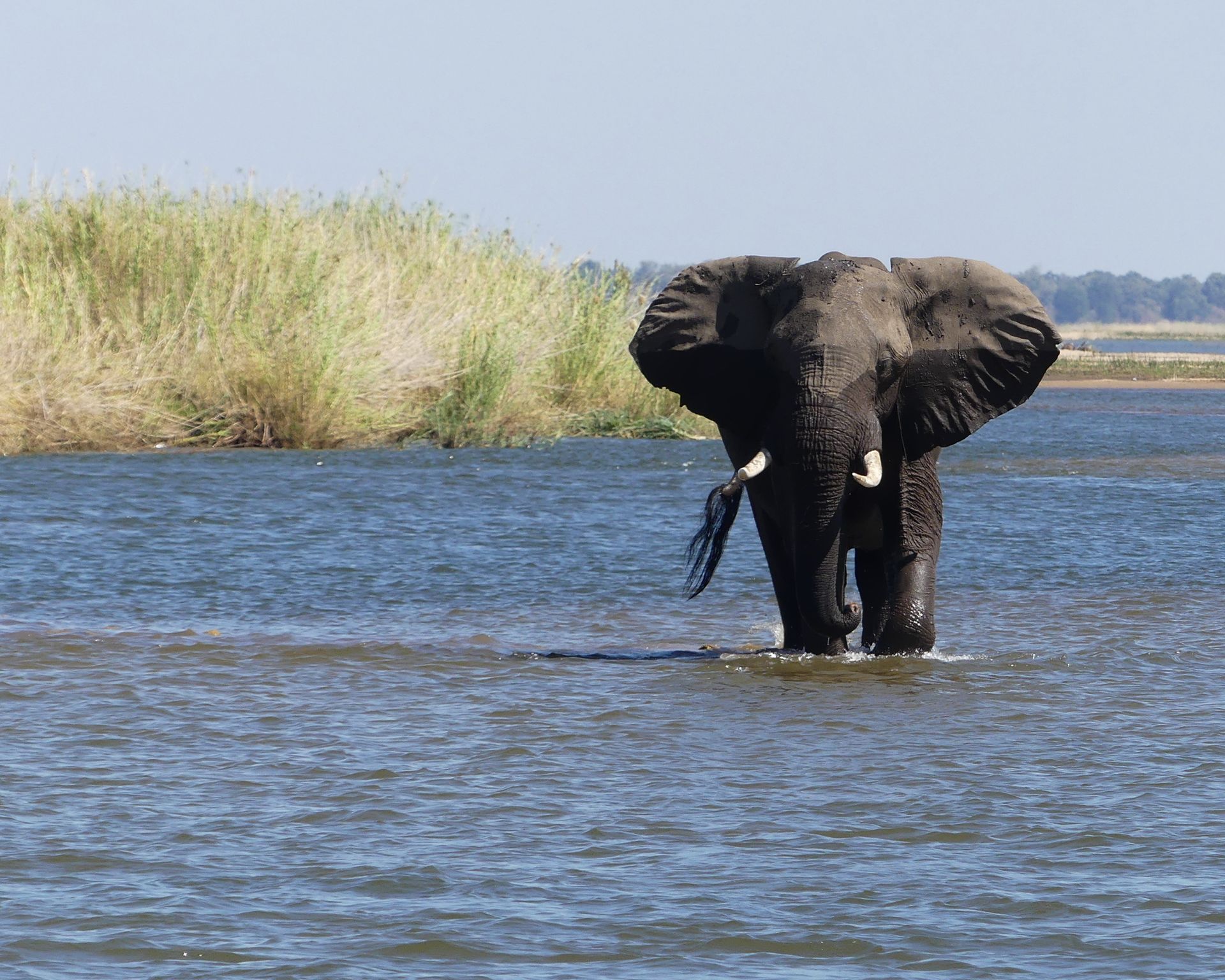 Elephant swimming