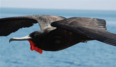Galapagos Cruise, Frigate bird